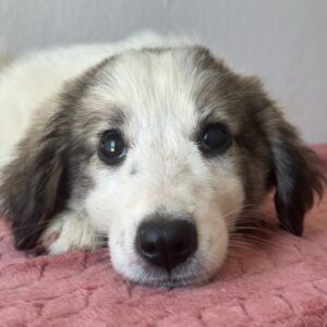 Paloma – geb. ca. 05/2026