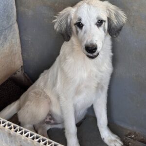 Paloma – geb. ca. 05/2026