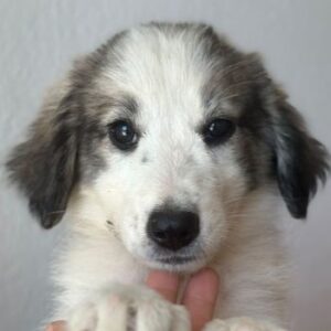 Paloma – geb. ca. 05/2026