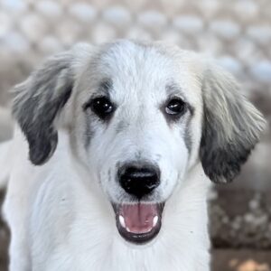 Paloma – geb. ca. 05/2026