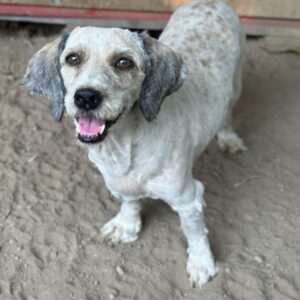 Petunia – geb. ca. 07/2017 – reserviert