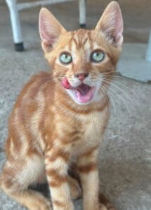 Shane – geb. ca. 04/2026