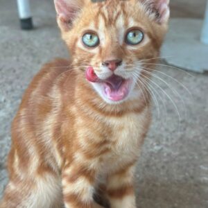 Shane – geb. ca. 04/2026