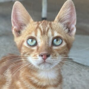 Shane – geb. ca. 04/2026