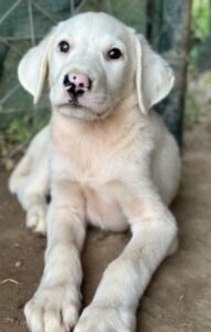 Snowy – geb. ca. 04/2026