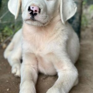 Snowy – geb. ca. 04/2026