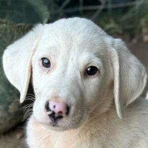 Snowy – geb. ca. 04/2026