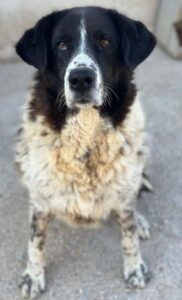 Tilda – geb. ca. 01/2020