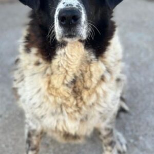 Tilda – geb. ca. 01/2020