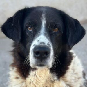 Tilda – geb. ca. 01/2020