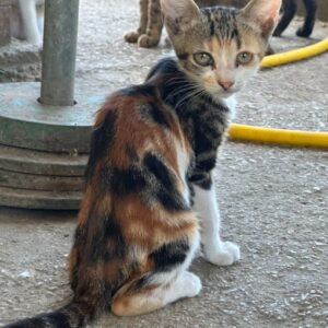 Tilli – geb. ca. 04/2026