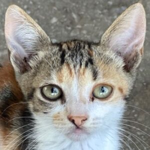 Tilli – geb. ca. 04/2026