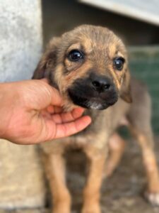 Bagel – geb. ca. 05/2026