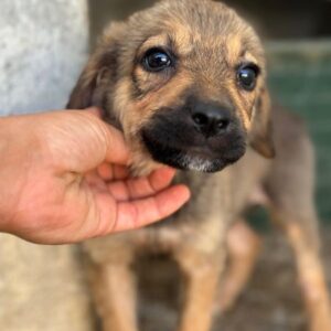 Bagel – geb. ca. 05/2026