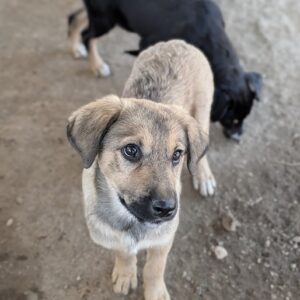 Bagel – geb. ca. 05/2026