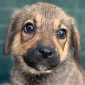 Bagel – geb. ca. 05/2026