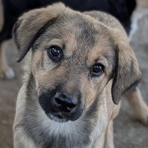 Bagel – geb. ca. 05/2026