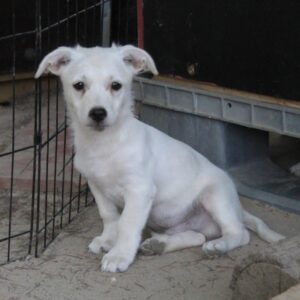 Becks – geb. ca. 06/2026