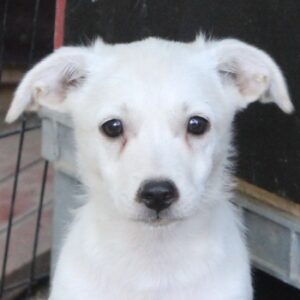 Becks – geb. ca. 06/2026