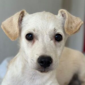 Becks – geb. ca. 06/2026