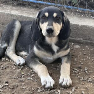 Cassia – geb. ca. 05/2026