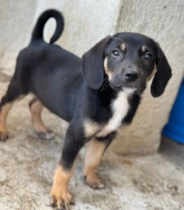 Chia – geb. ca. 05/2026