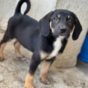 Chia – geb. ca. 05/2026
