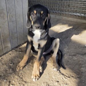 Chia – geb. ca. 05/2026