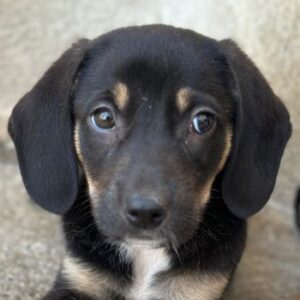 Chia – geb. ca. 05/2026