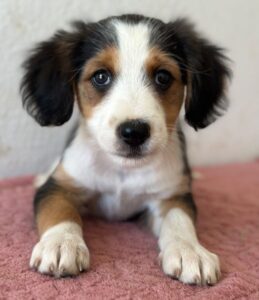 Clea – geb. ca. 06/2026