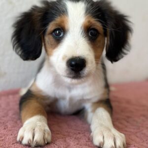 Clea – geb. ca. 06/2026