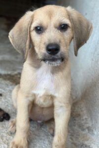 Cumin – geb. ca. 05/2026