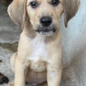 Cumin – geb. ca. 05/2026