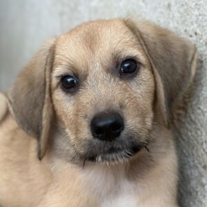 Cumin – geb. ca. 05/2026