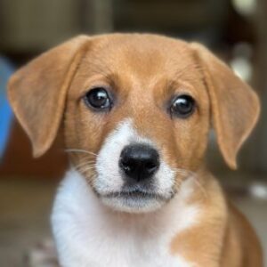 Curry – geb. ca. 05/2026