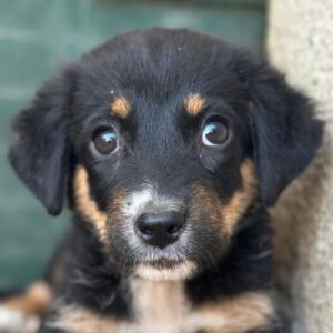 Donut – geb. ca. 05/2026