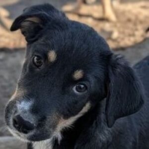 Donut – geb. ca. 05/2026