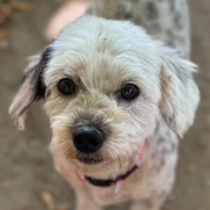 Dora – geb. ca. 09/2023