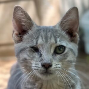 Freya – geb. ca. 05/2026