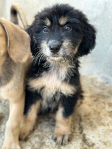 Ginger – geb. ca. 05/2026