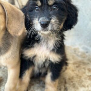Ginger – geb. ca. 05/2026