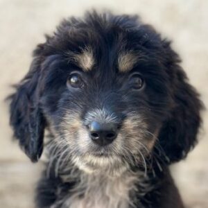 Ginger – geb. ca. 05/2026