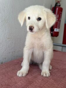 Greta – geb. ca. 06/2026