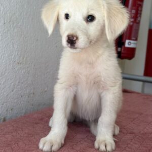 Greta – geb. ca. 06/2026