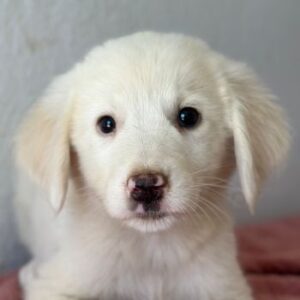 Greta – geb. ca. 06/2026