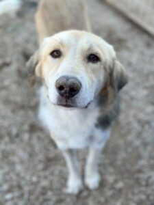 Happy – geb. ca. 09/2025