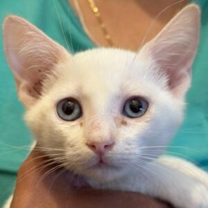 Harry Pawter – geb. ca. 06/2026
