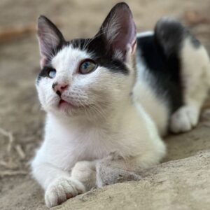 Jack Sparrow – geb. ca. 05/2026