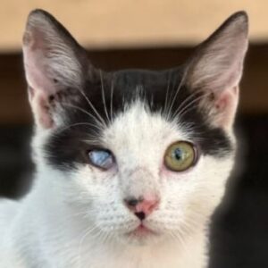 Jack Sparrow – geb. ca. 05/2026