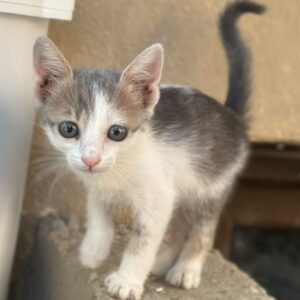 Kasira – geb. ca. 07/2026